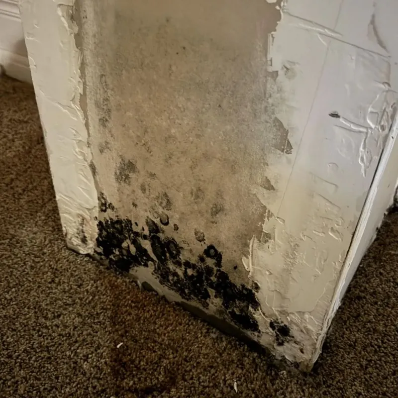 Professional Mold Removal in Fort Bliss, TX